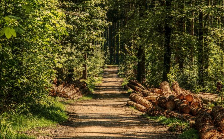 Koła łowieckie pomagają w walce z koronawirusem